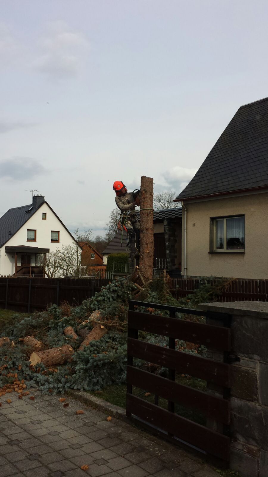 Baumabtragung mit Seilklettertechnik